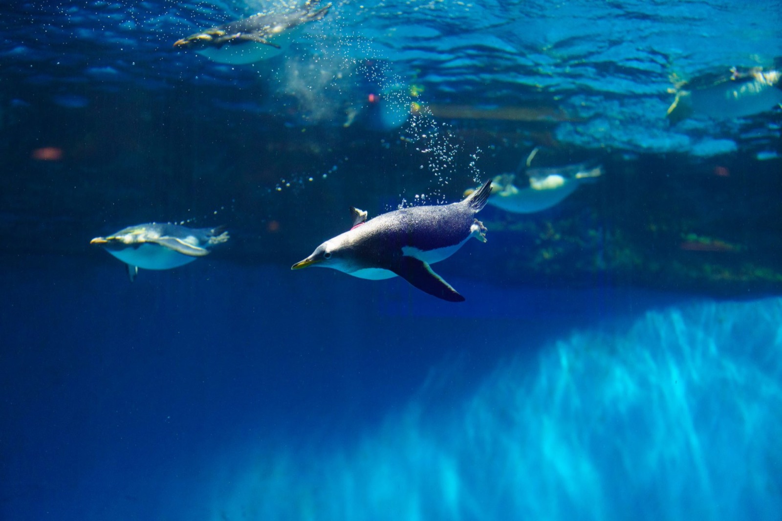 長崎ペンギン水族館の掲載情報ページ画像