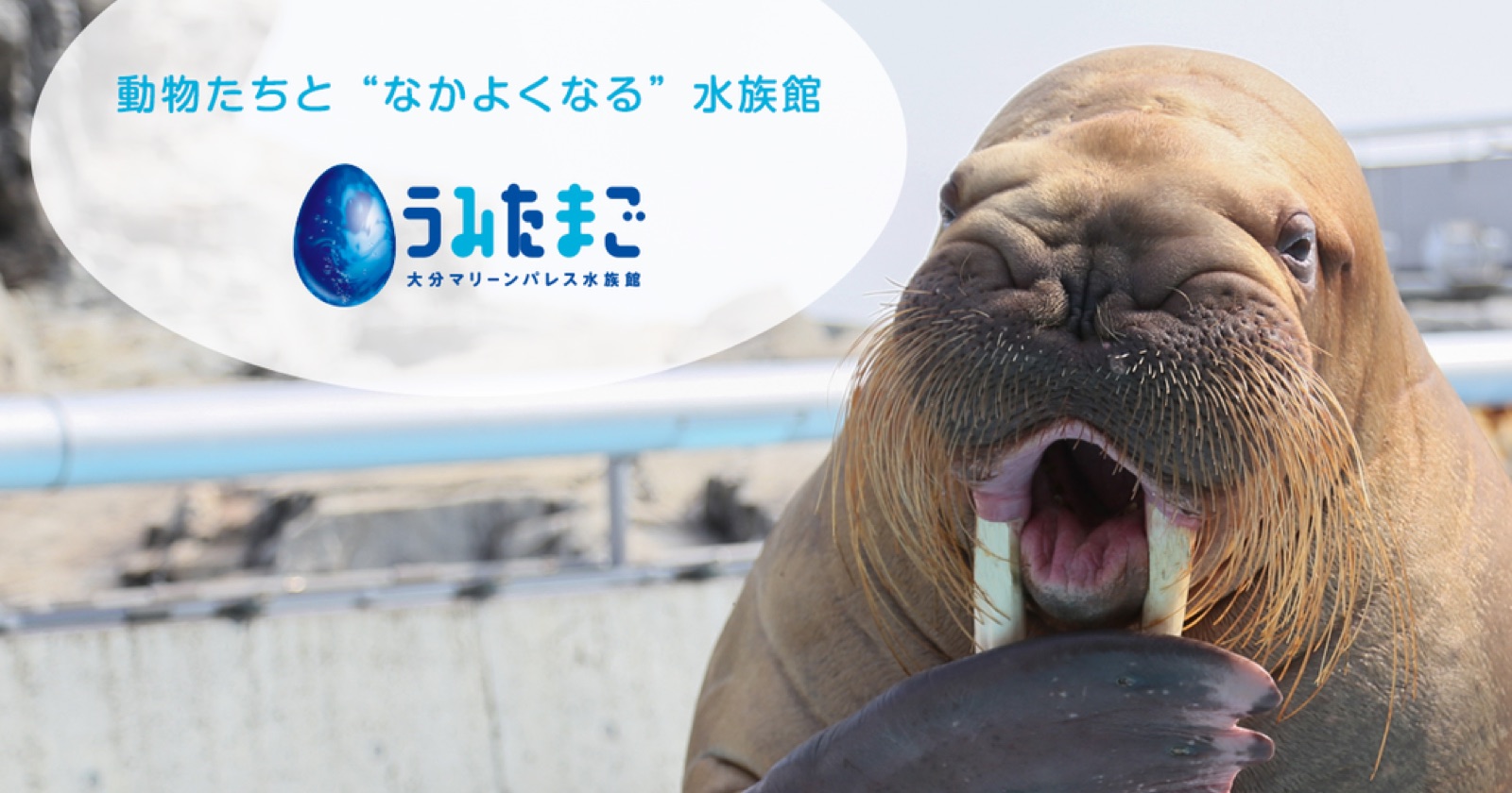 大分マリーンパレス水族館 うみたまごの掲載情報ページ画像