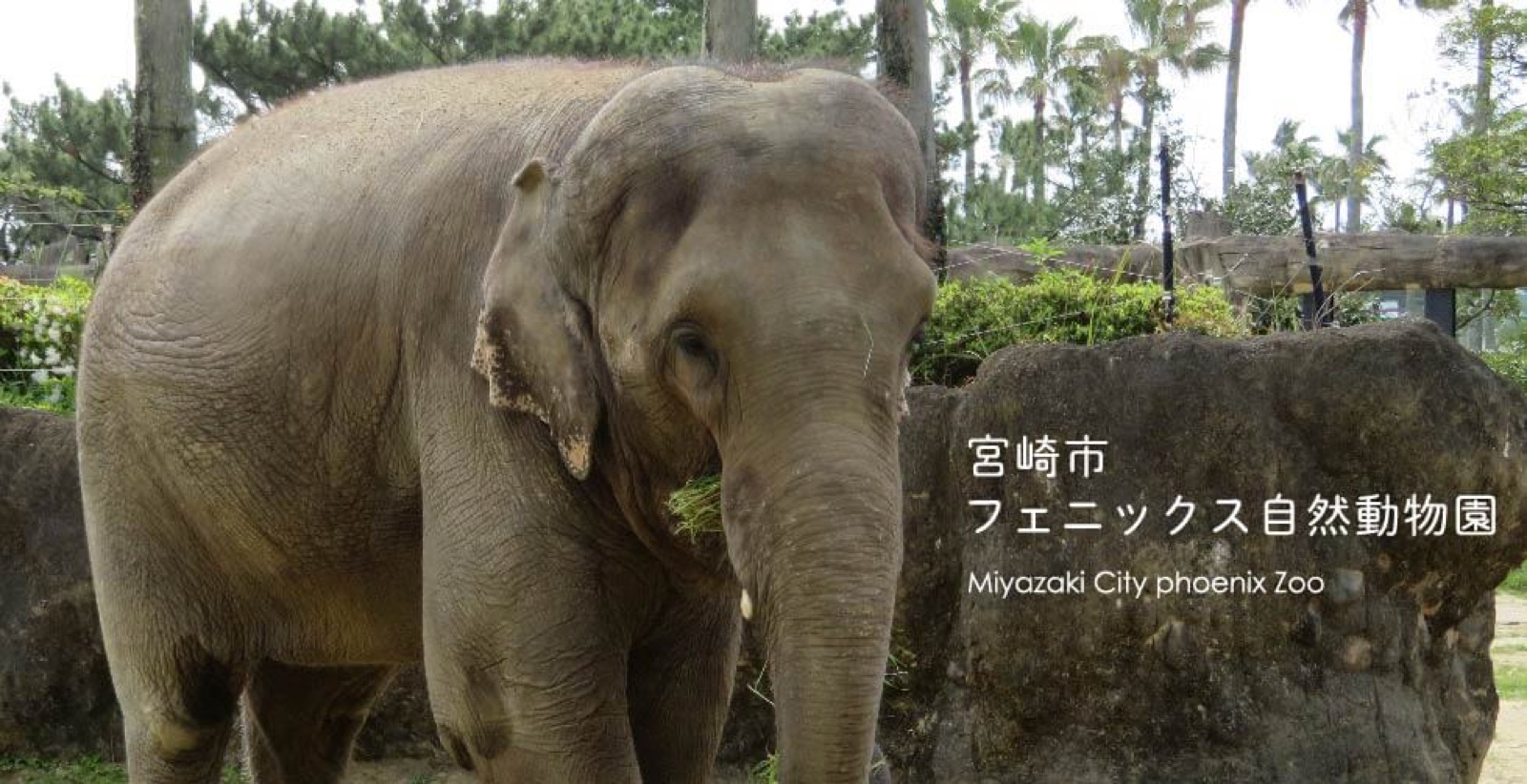 宮崎市フェニックス自然動物園の掲載情報ページ画像