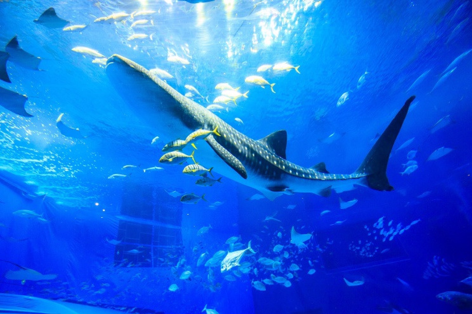 沖縄美ら海水族館の掲載情報ページ画像