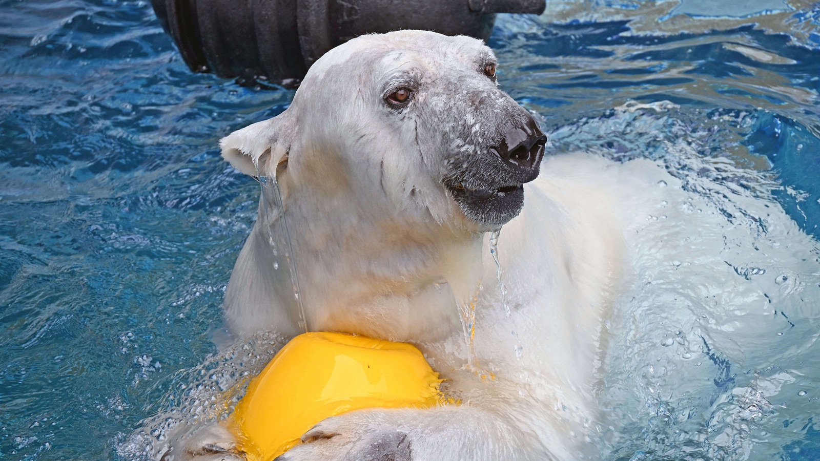 愛媛県立とべ動物園の掲載情報ページ画像